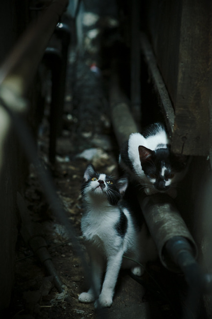 单骑破蓝桥，当巴雷拉为澳大利亚扛起战旗