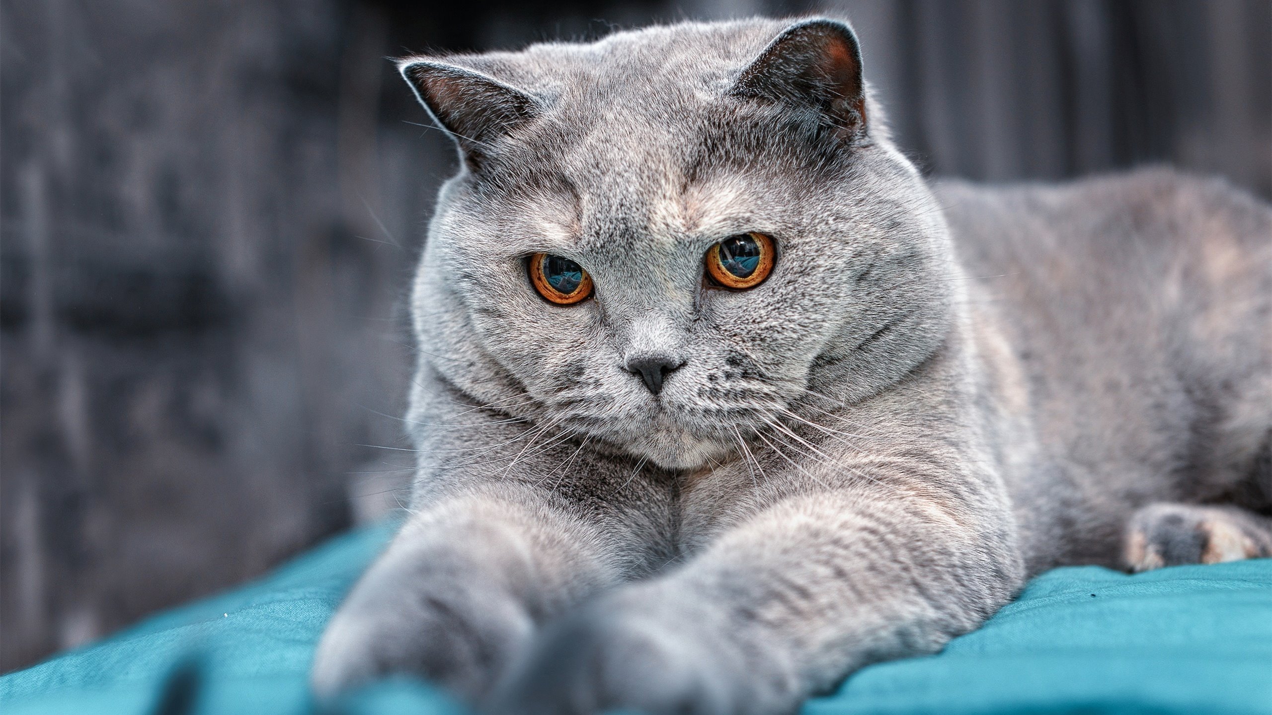 开云体育官方网站-世界排名争夺战焦点战，公牛险胜火箭，排名格局再起波澜