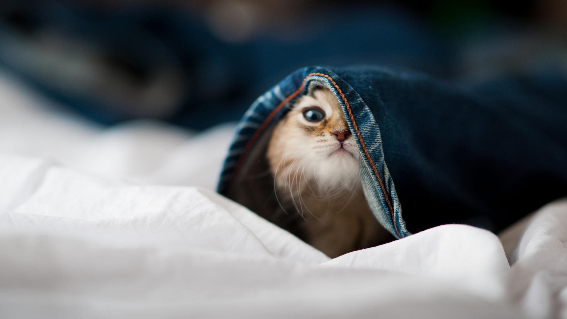 开云体育官方网站-当C罗的利刃刺穿蓝黑信仰，伯纳乌一夜，悬念在75分钟前燃尽