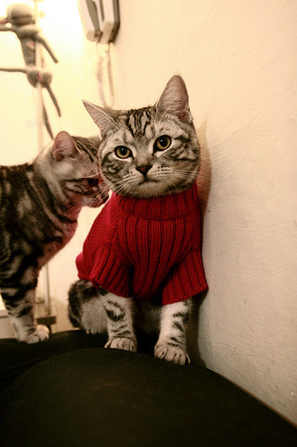 开云下载-F1新赛季揭幕战焦点战，卡塔尔车队完胜勒沃库森，开启竞速新时代