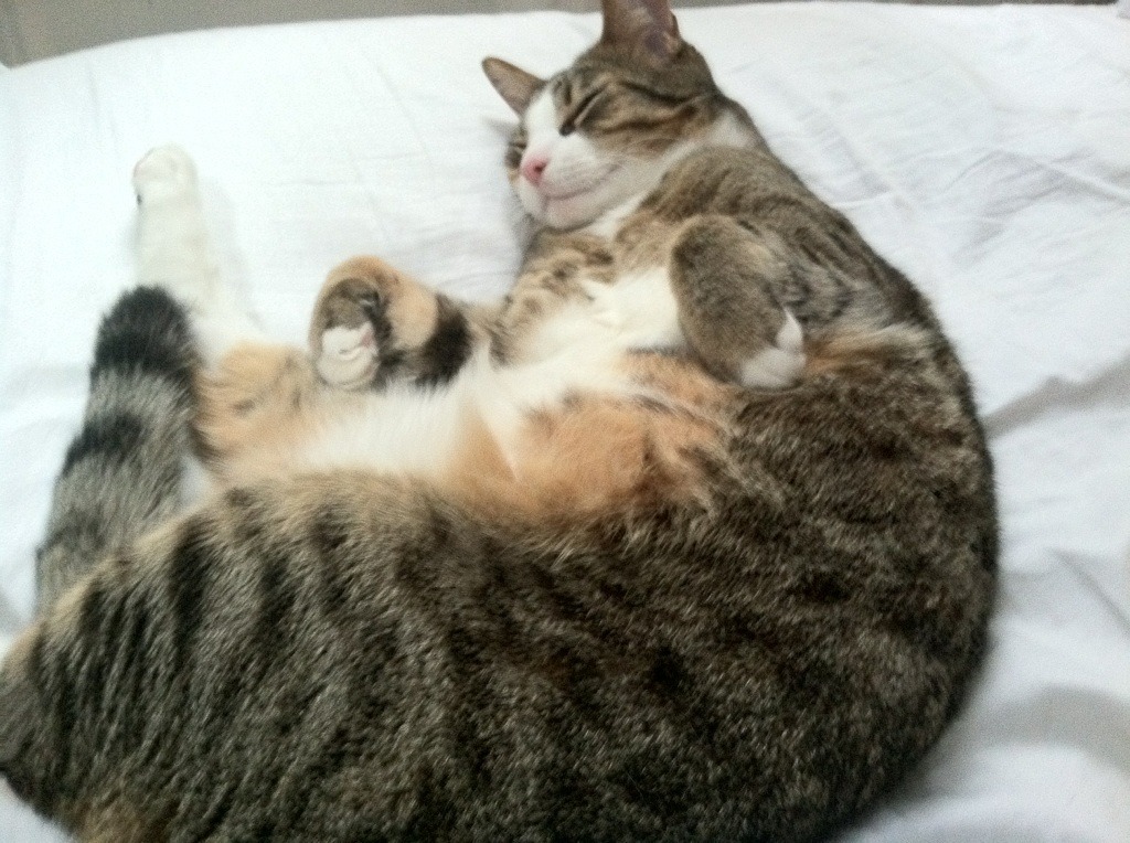 四十分钟的绝命窒息，复盘2014阿根廷vs比利时绞肉机之战