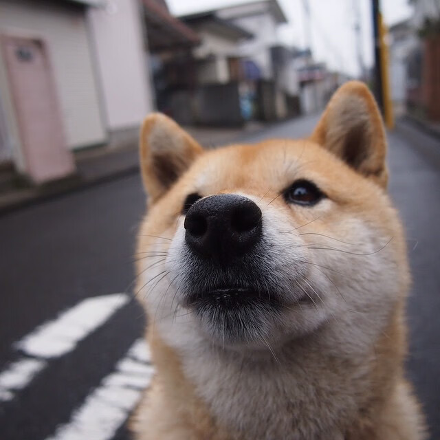 死神降临!杜兰特狂飙40+率骑士击溃广厦,单节21分诠释何为超级巨星