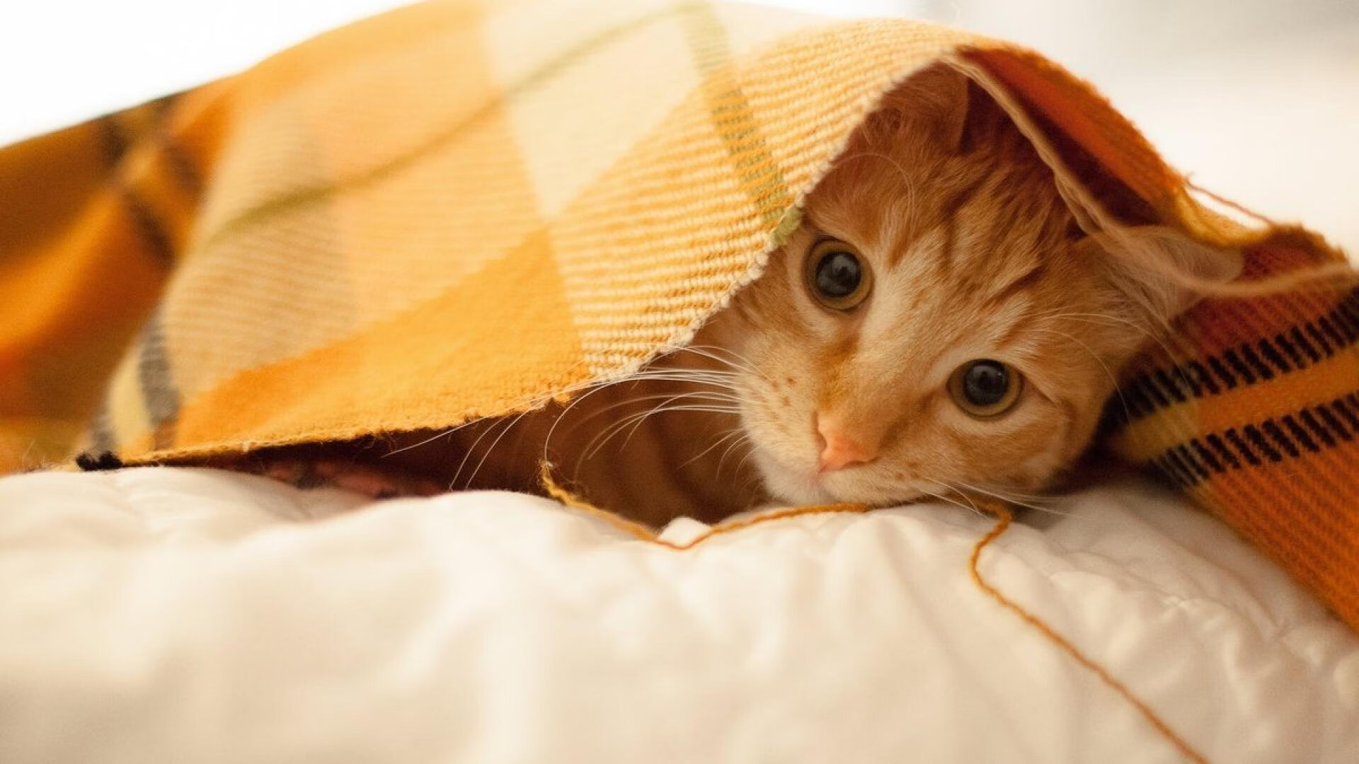 开云下载-勒沃库森决胜局绝杀阿森纳，奥利维耶里程碑之夜铸就传奇