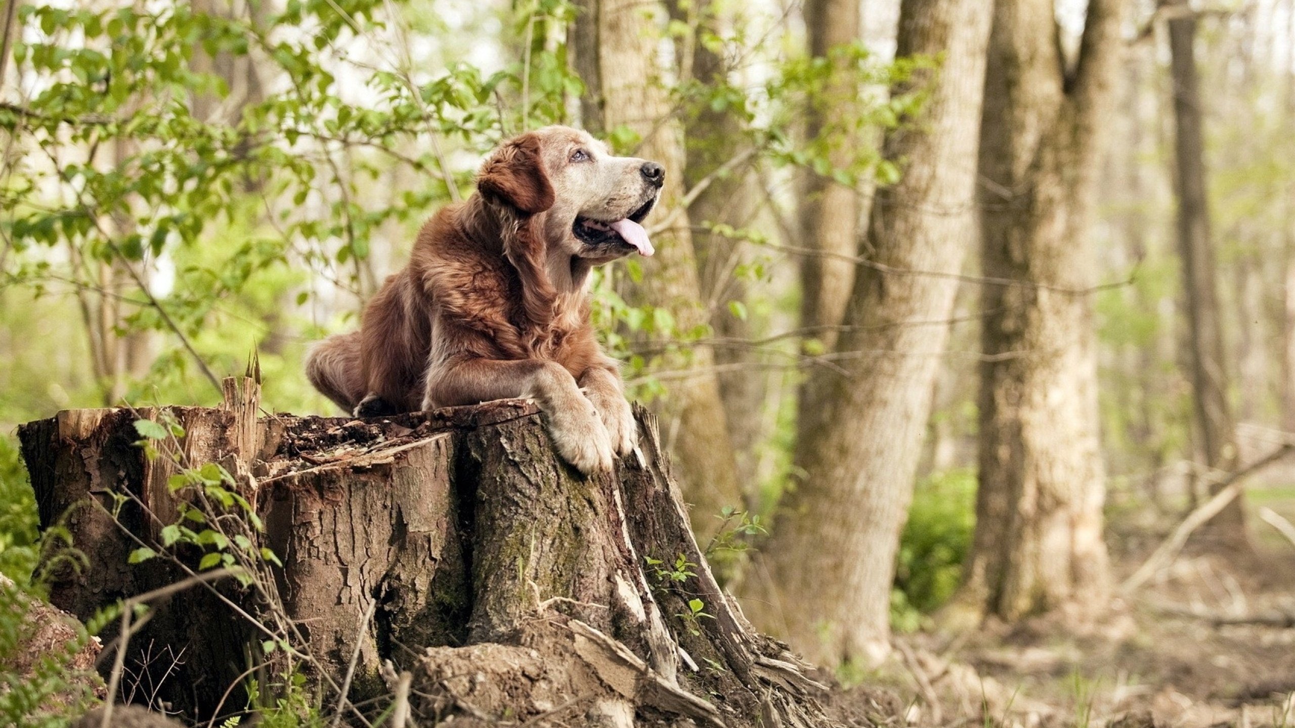 开云体育中国-欧冠半决赛之夜，梅西生涯巅峰之作，传奇再铸辉煌