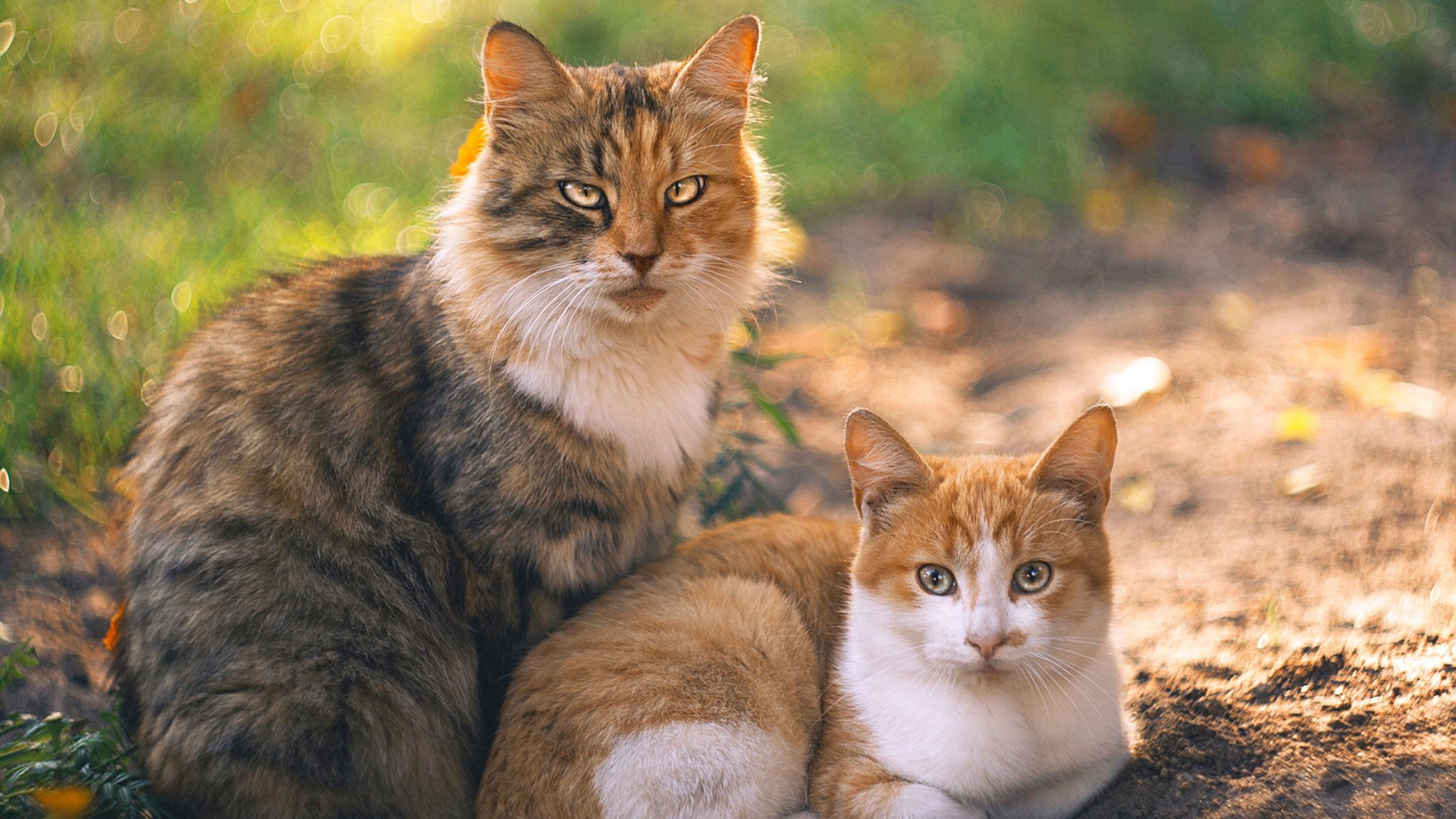 F1年度争冠之夜，保罗惊艳四座，谱写速度传奇