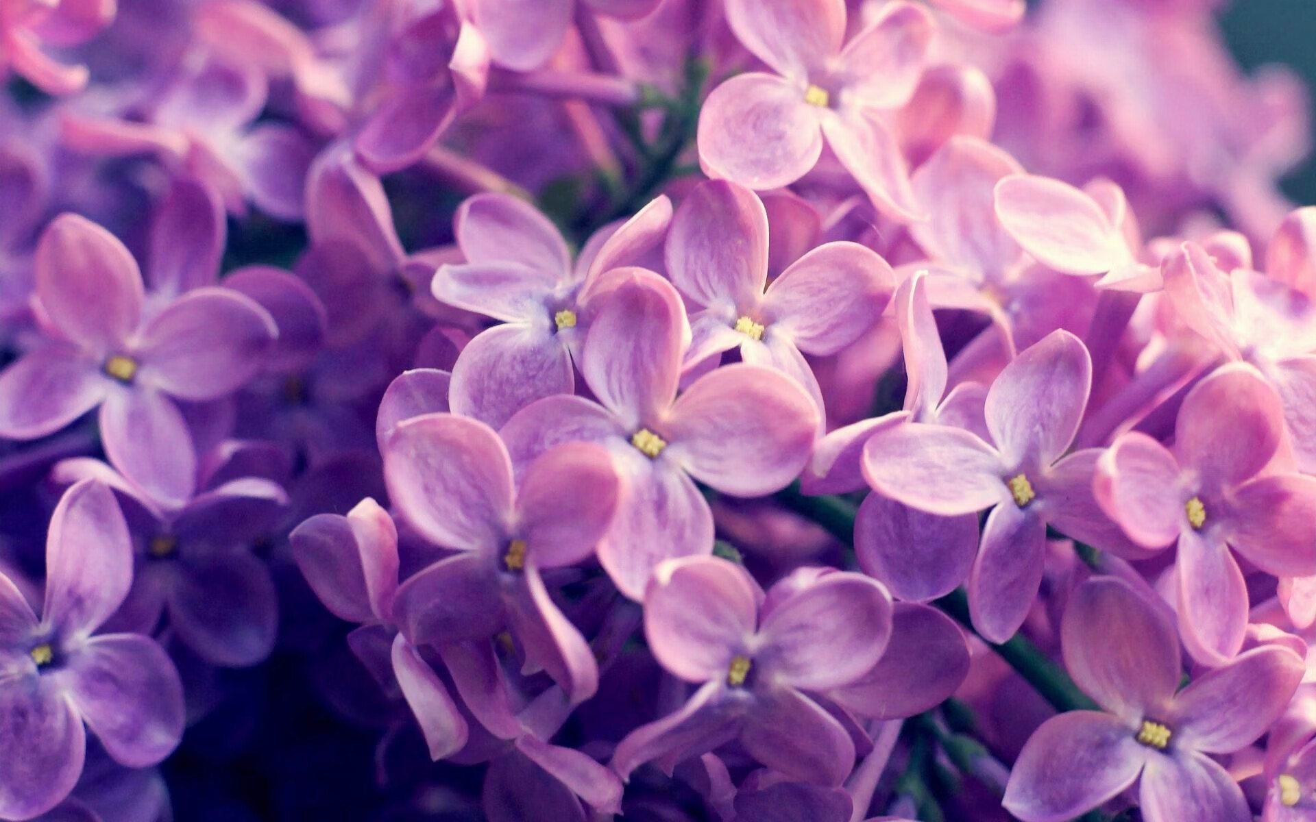 开云体育-佩德里，足球场上行走的人工智能，勒沃库森碾压多特的战术密码