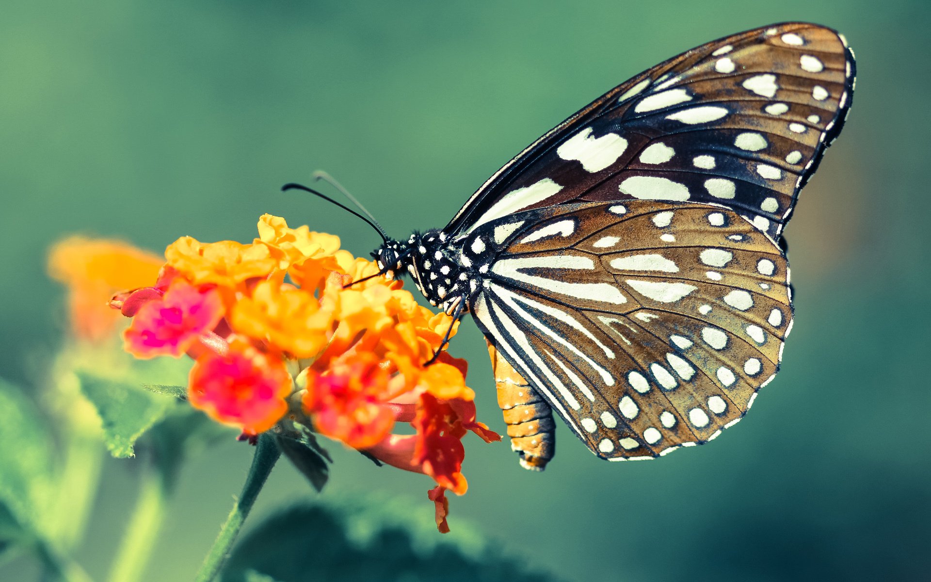 开云平台-关键先生戈贝尔！骑士险胜上海队惊险过关