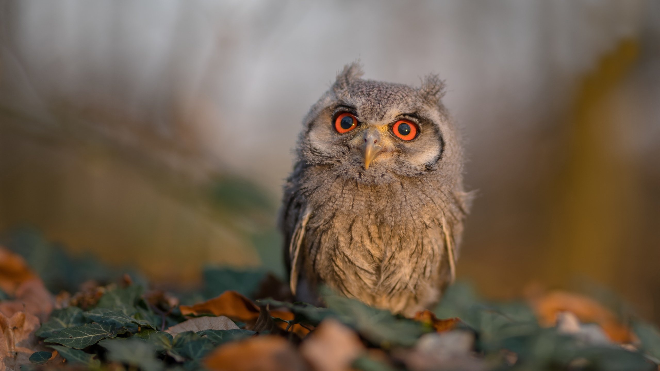 开云体育官方网站-布鲁诺绝杀！喀麦隆决胜局力克哥斯达黎加