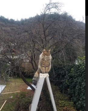 双线奏凯，加克波的领袖光芒与马赛的战术碾压