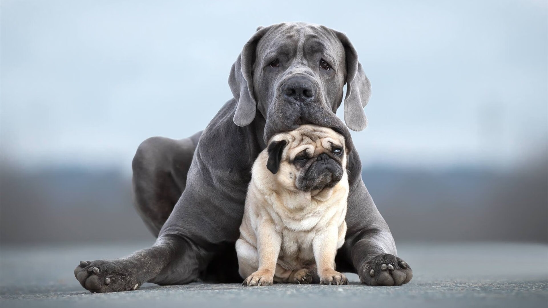 开云体育-佛罗伦萨欧战强势晋级法国对手，梅西法甲赛场成关键先生